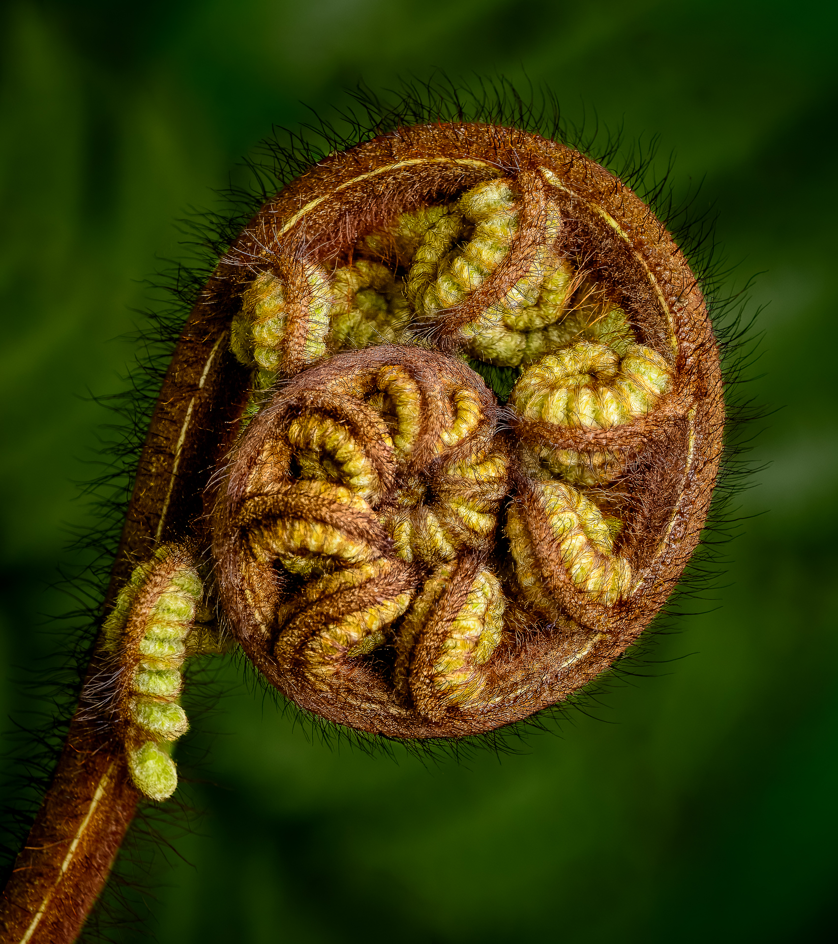 1st PrizeOpen Color In Class 3 By Linda Gundersen For Unfurling OCT-2025.jpg
